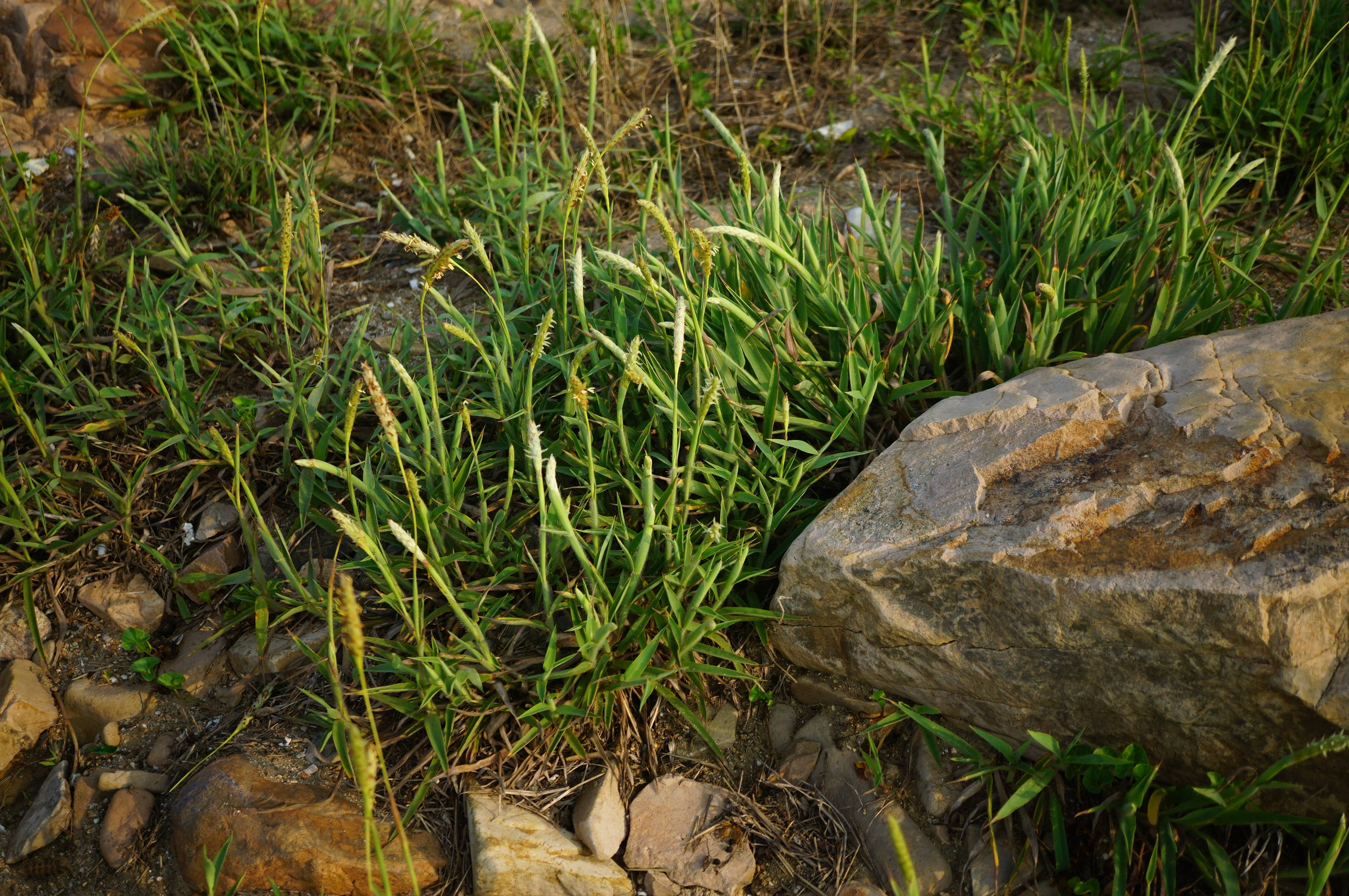 我见到的山东本土野生植物(82)毛鸭嘴草