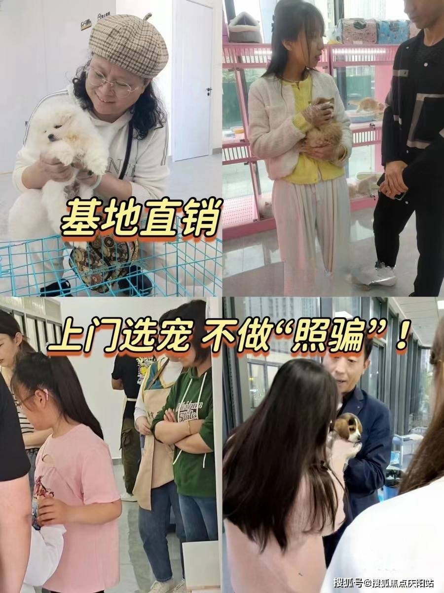 杭州买拉布拉多犬首页网站(杭州拱墅区)拉布拉多犬多少钱一只