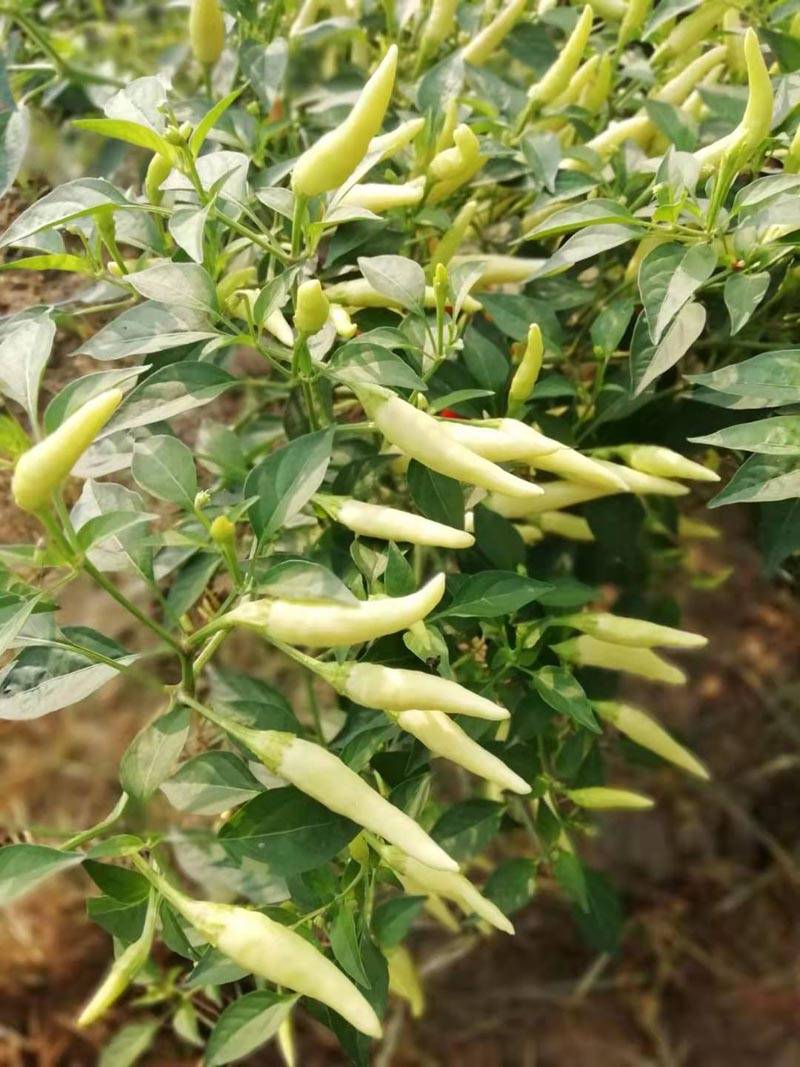 白玉米椒白米椒小泡椒白色朝天椒种子