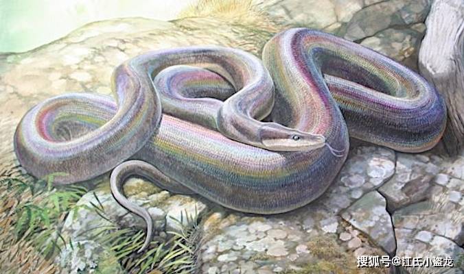 图片来自网络蛇王蛇的发现不仅帮助古生物学家更深入的了解蛇类的演化