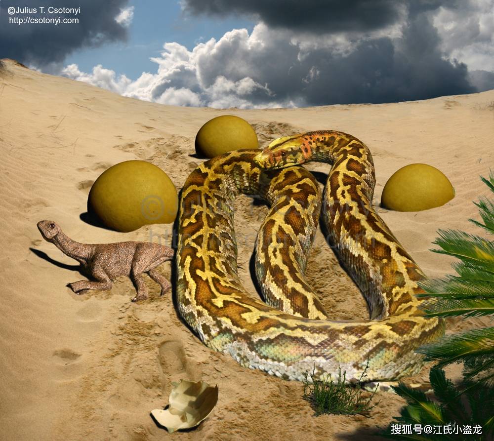 图片来自网络蛇王蛇的发现不仅帮助古生物学家更深入的了解蛇类的演化