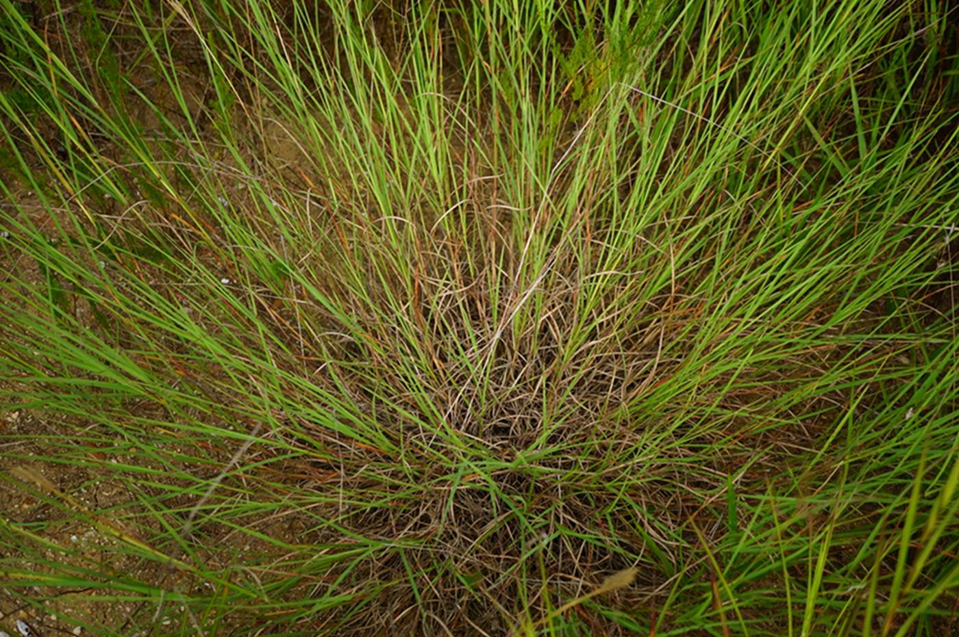 我见到的山东本土野生植物