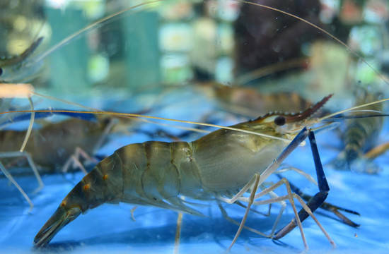 淡水罗氏虾饲料如何配,养虾配合饲料