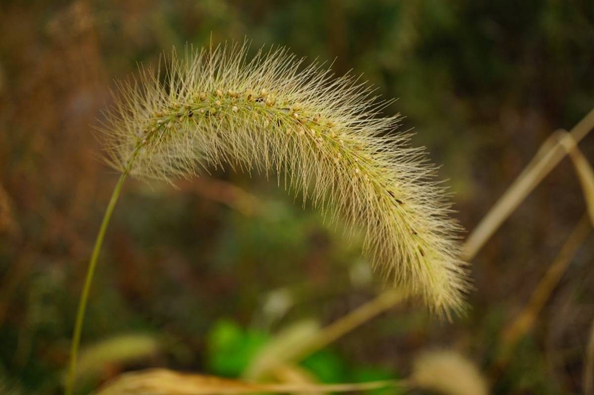 我见到的山东本土野生植物