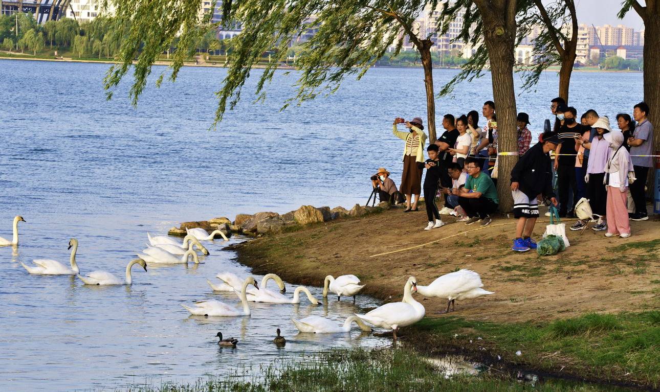 新郑天鹅湖畔图片