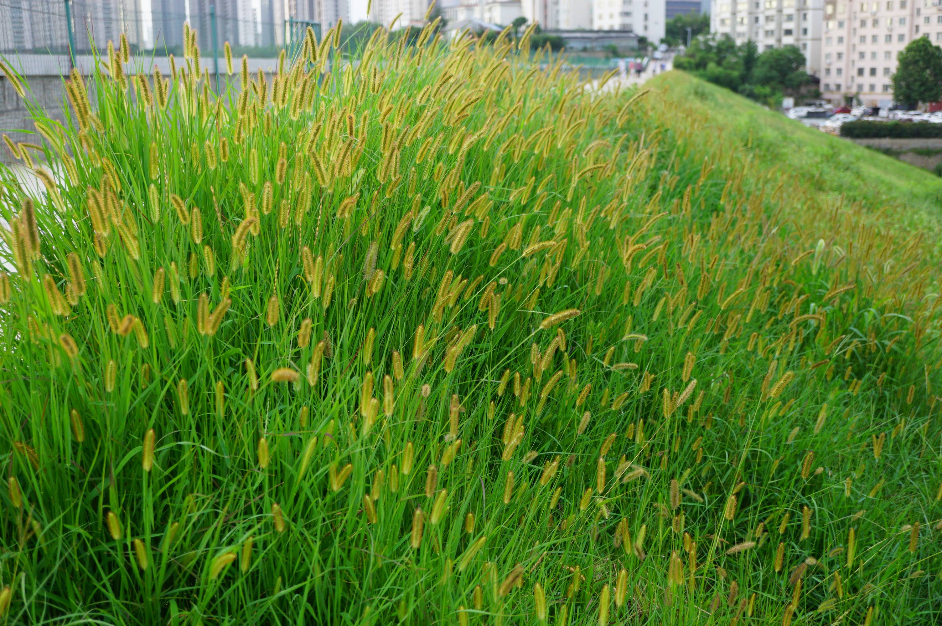 我见到的山东本土野生植物