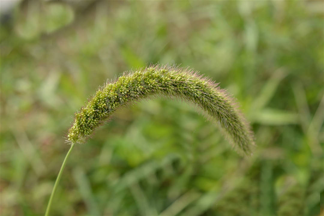 我见到的山东本土野生植物