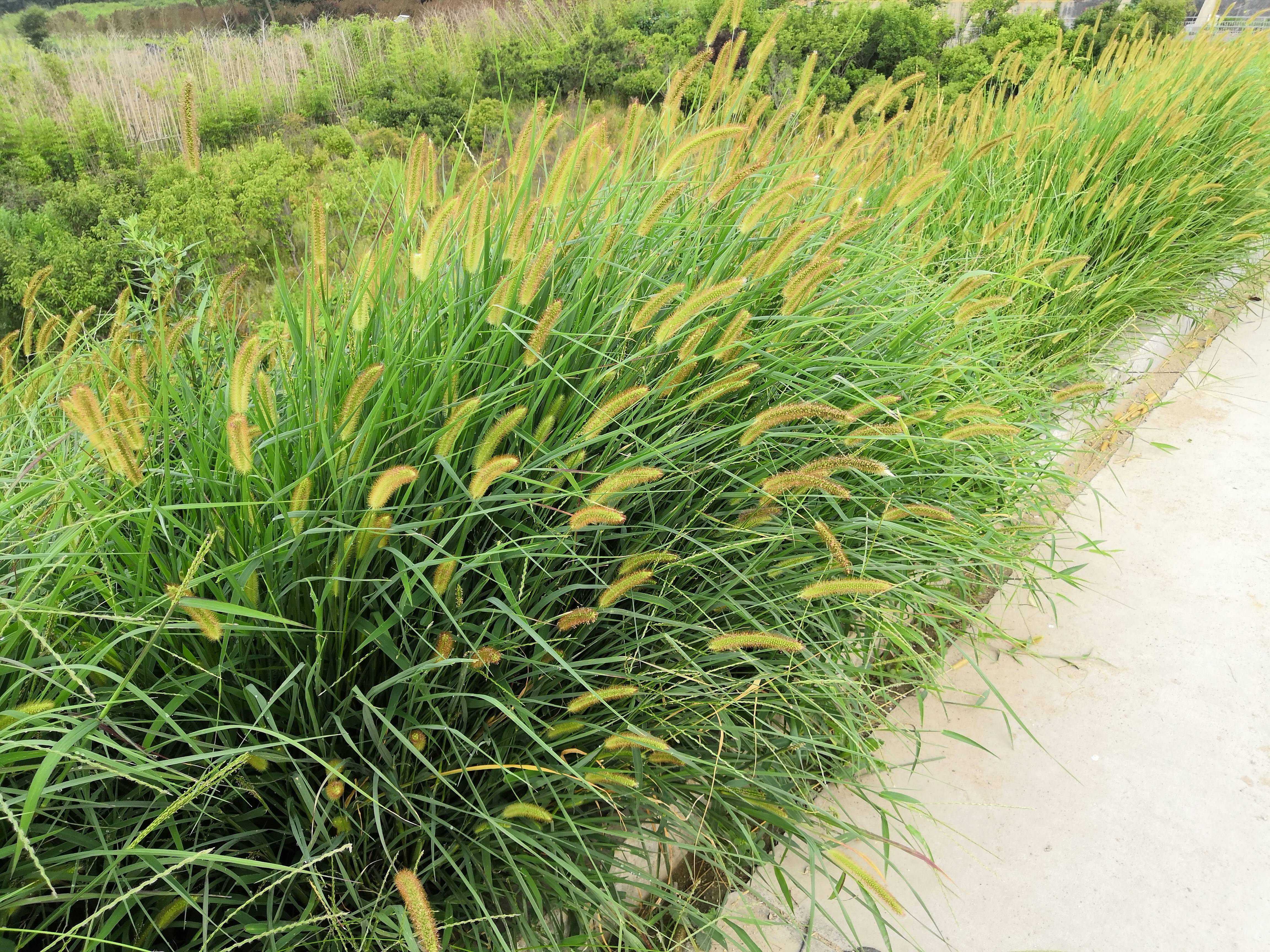 我见到的山东本土野生植物