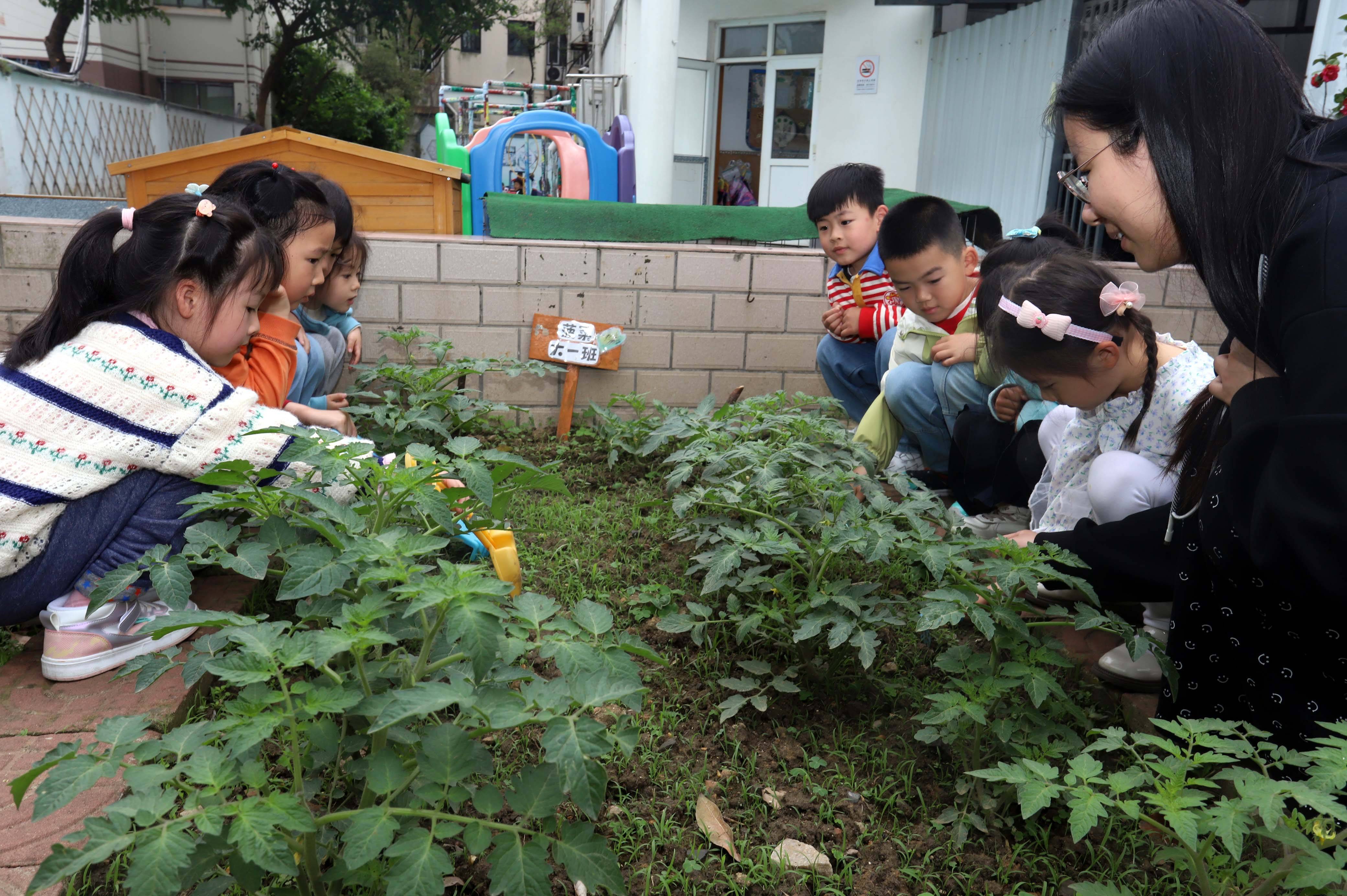 苏州市姑苏区杨枝实验幼儿园孩子在亲近自然的同时体会种植的乐趣和