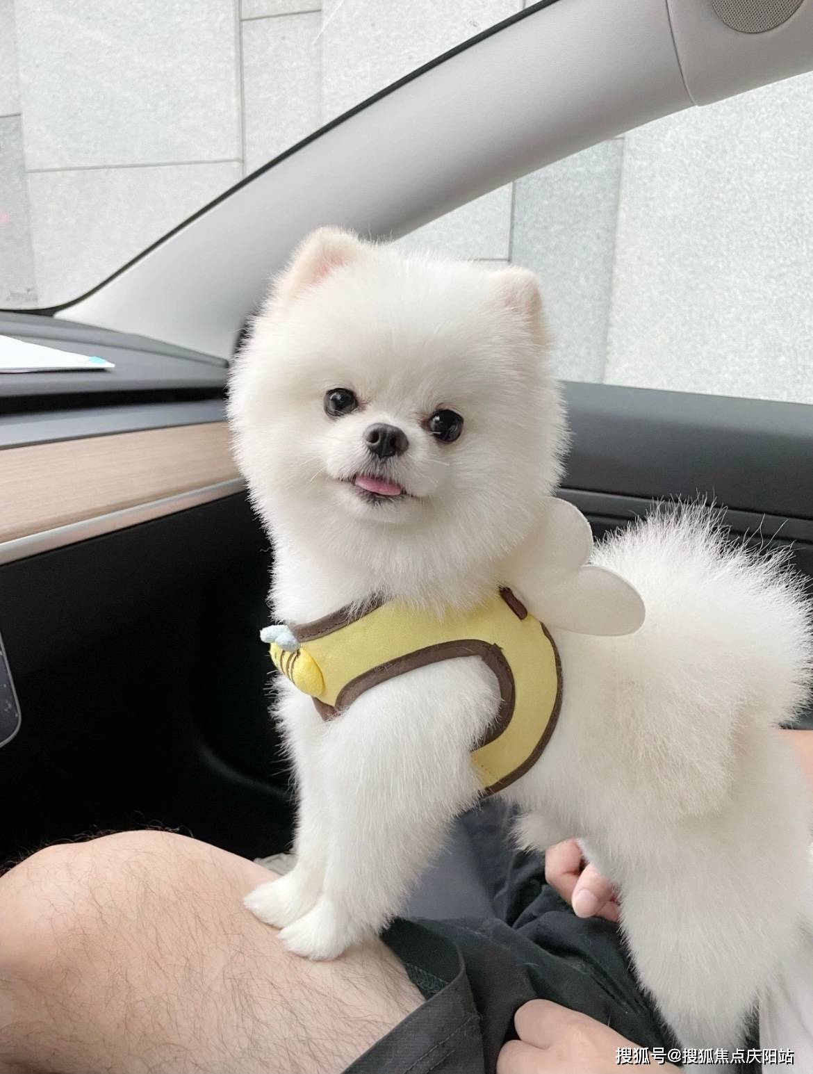 绵阳买博美犬首页网站(绵阳涪城区)哪家宠物店买博美犬比较纯