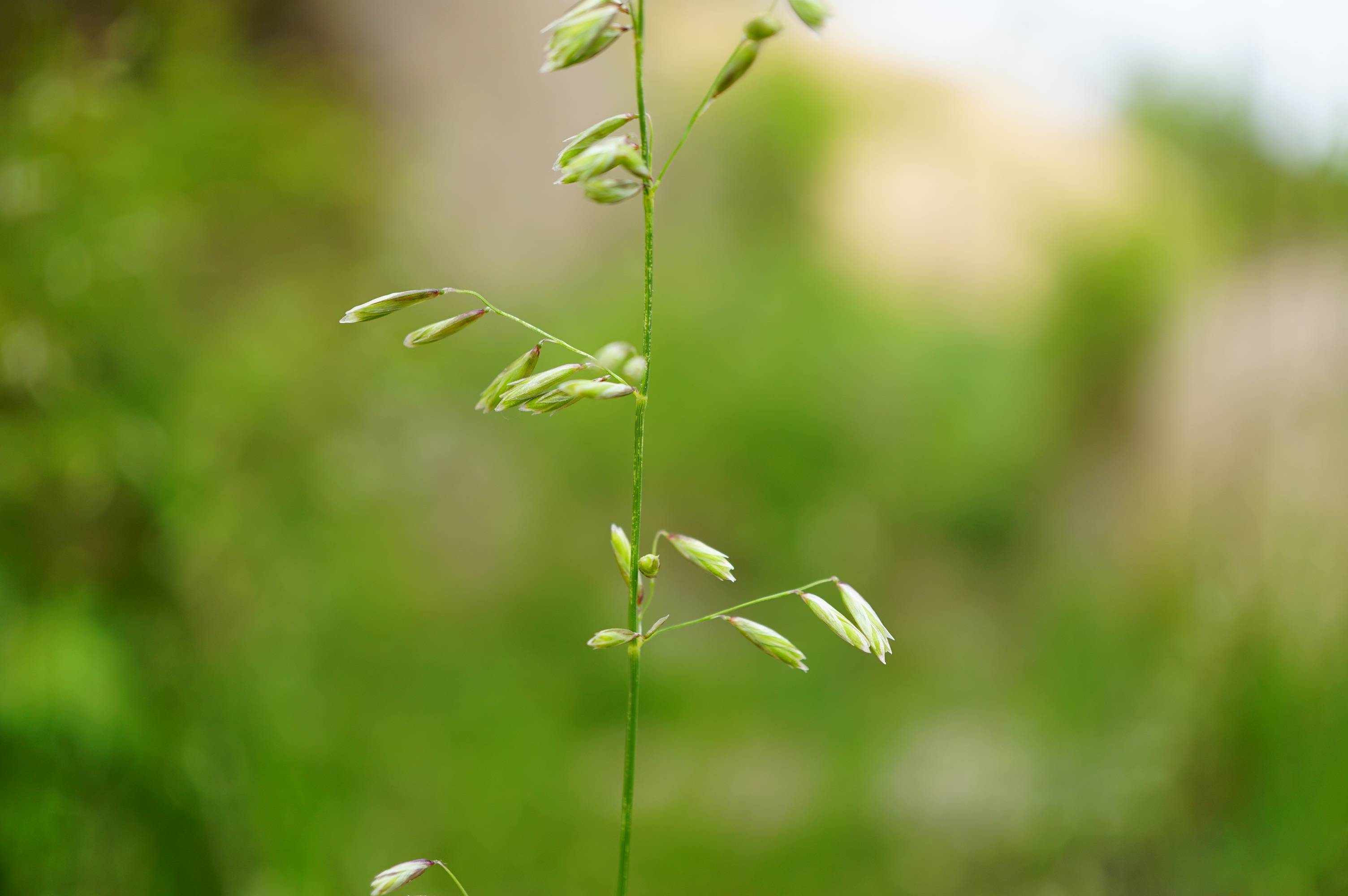 我见到的山东本土野生植物(126)臭草