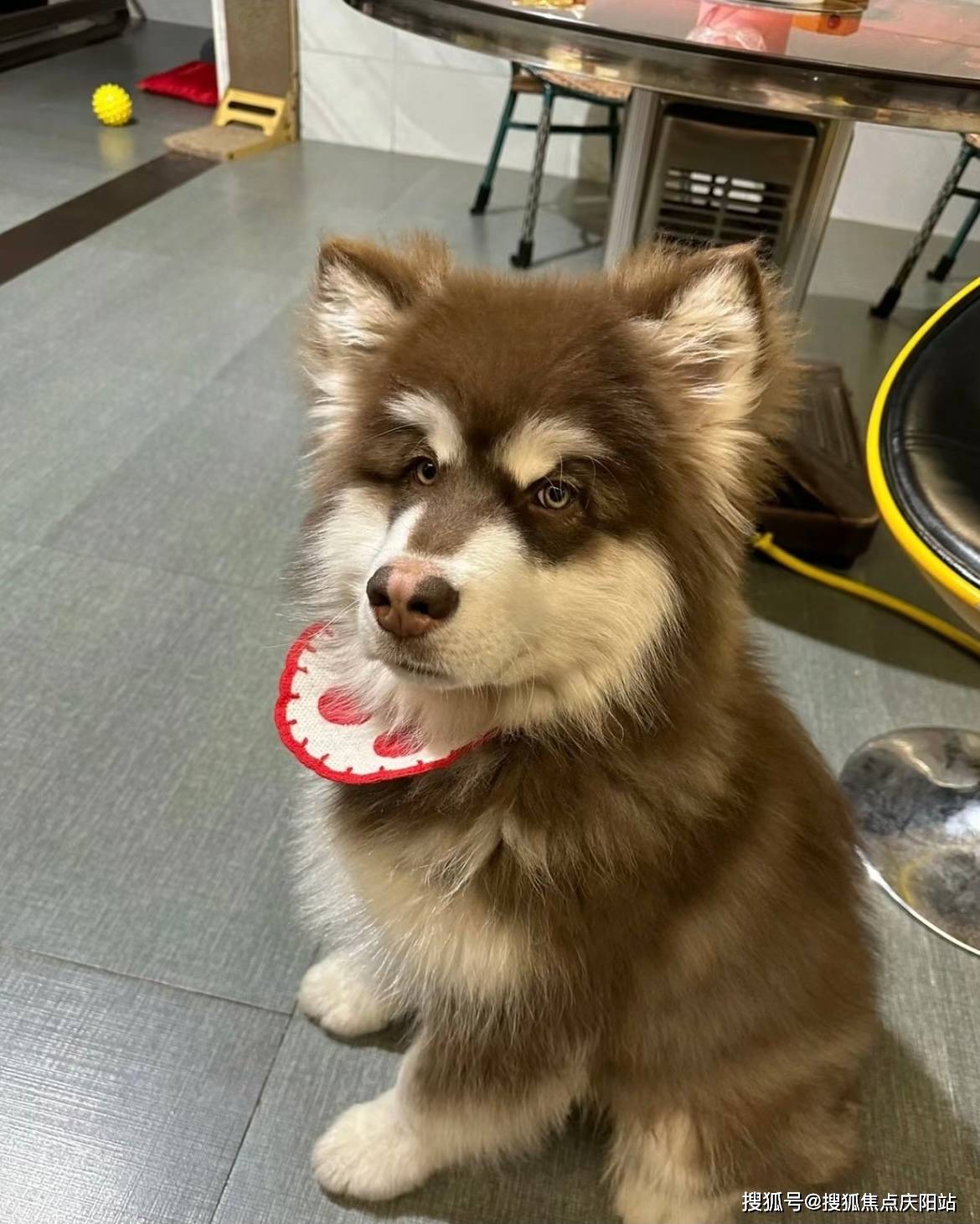 常州买阿拉斯加犬首页网站(常州新北区)哪里买阿拉斯加狗便宜又好看