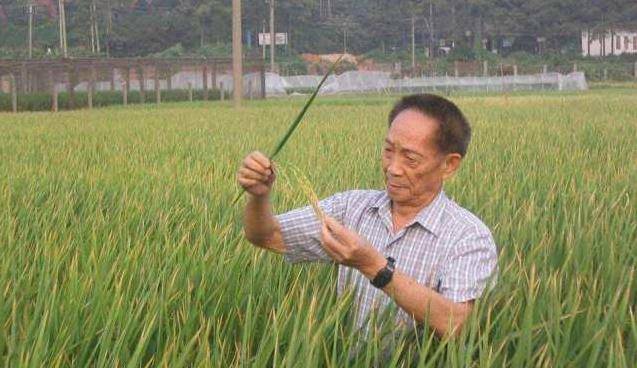 袁隆平终身免检的驾照,和普通驾照差别不大,只是多了9个字