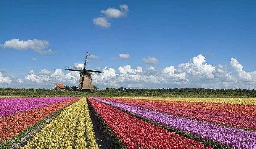 业内主流公认第一,荷兰的无敌农业,为啥败给了我国的寿光?