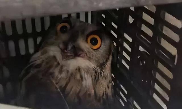 民间流传千年的忌讳:生活中碰到这三件邪门事,要多注意_猫头鹰_古人