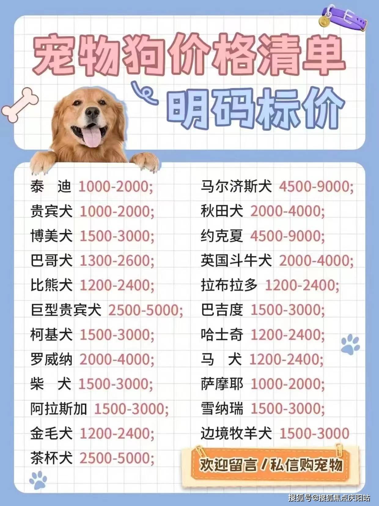 长沙买柯基幼犬首页网站(长沙芙蓉区)哪里有卖柯基幼犬的地方!