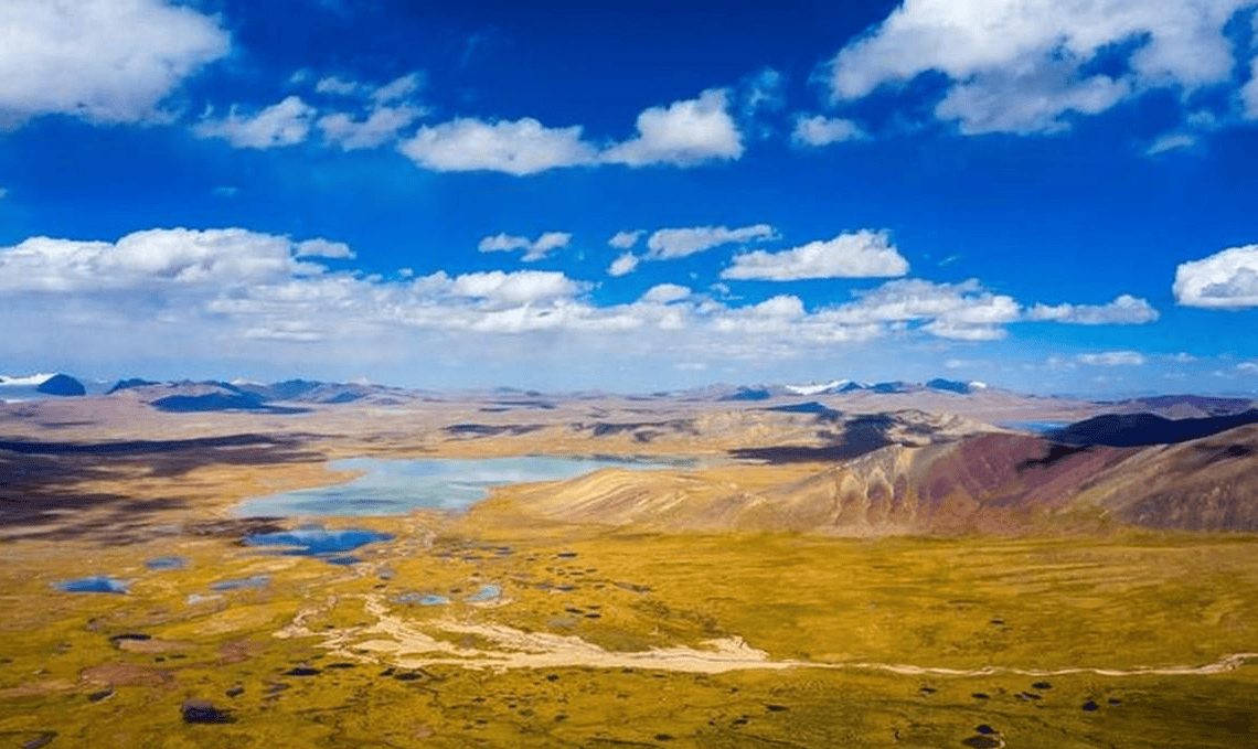 青藏高原雪山上的"火焰魔蛇",海拔4000米如履平地,钟爱吃蛾?