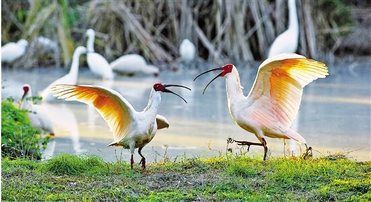 自驾出游好去处-"最美湿地"下渚湖_鸟类_大熊猫_方向