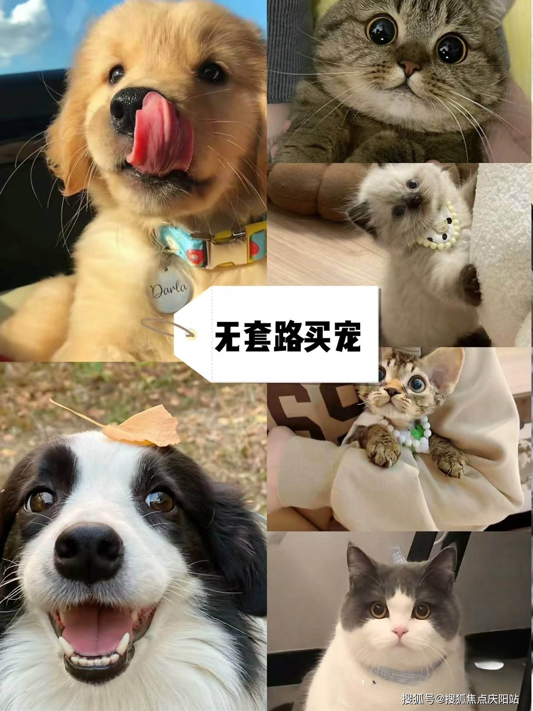 北京朝阳区柯基犬什么价格?这里买柯基犬价格实惠,明码标价无套路