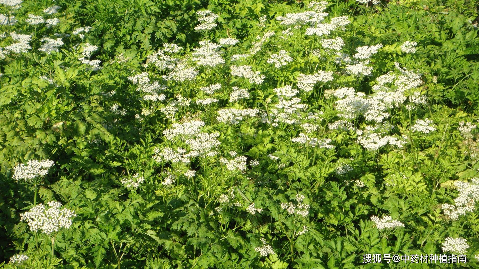 中药材种植发展品种之