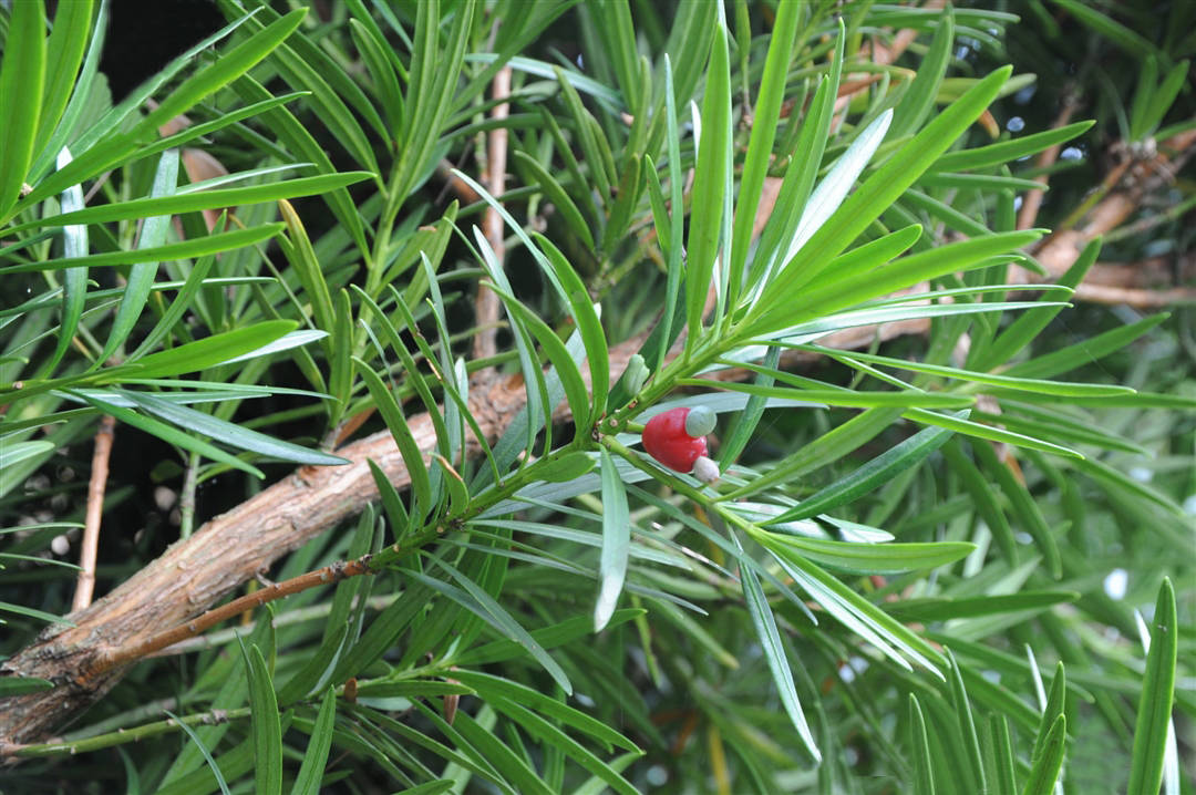 我见到的山东本土植物和园林栽培植物