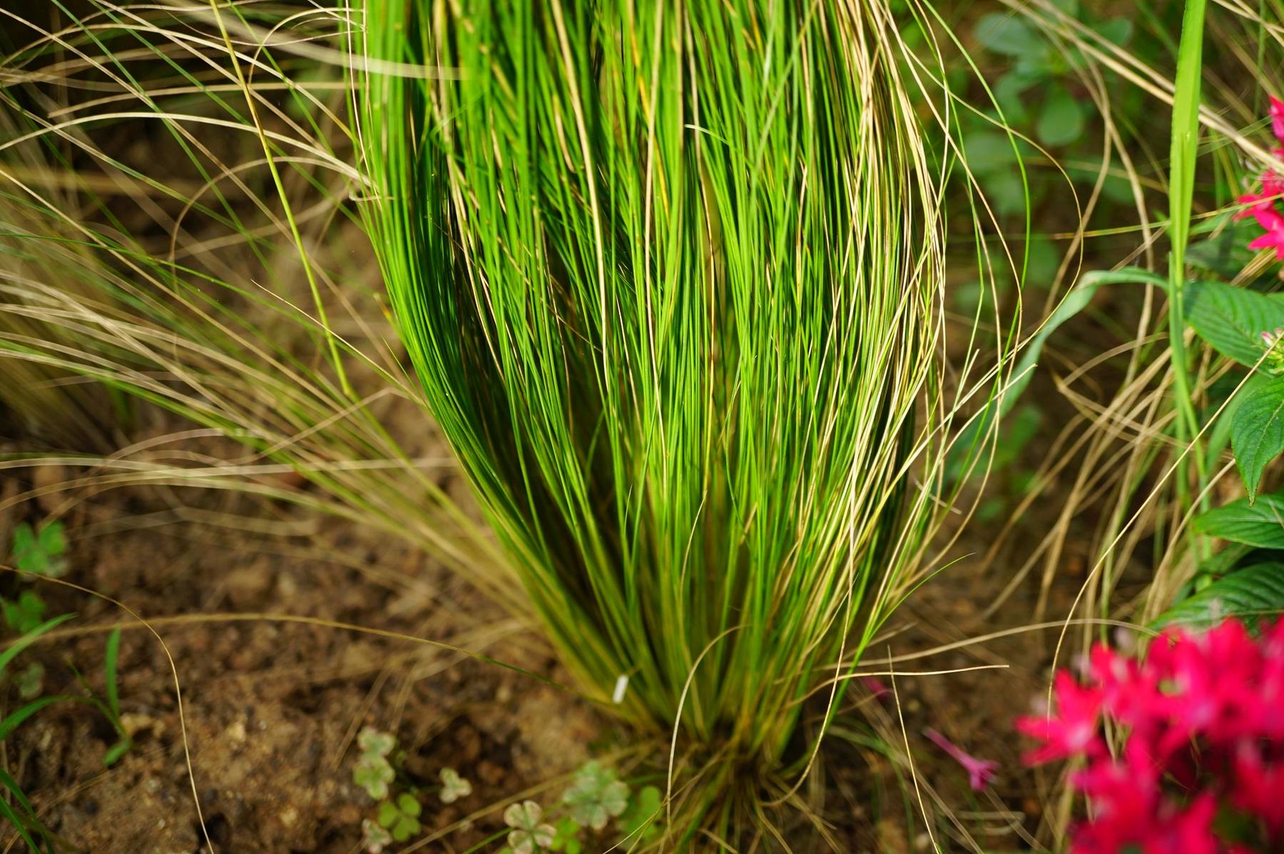 我见到的山东本土植物和园林栽培植物