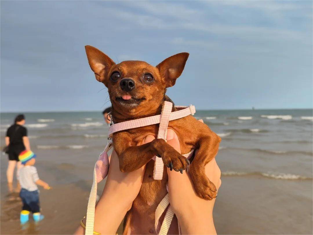 普安特兽药科普:饲养一只小鹿犬,你需要注意这些问题