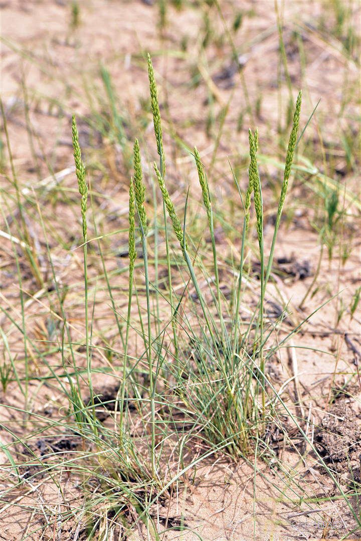 我见到的山东本土植物和园林栽培植物(182) 羊草