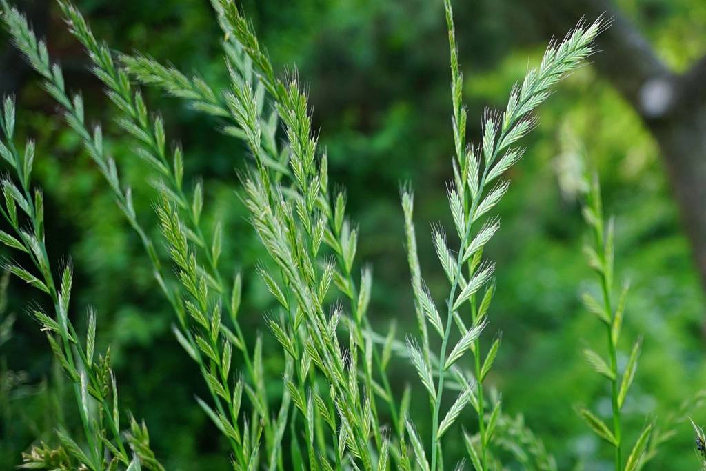 我见到的山东本土植物和园林栽培植物(184)多花黑麦草
