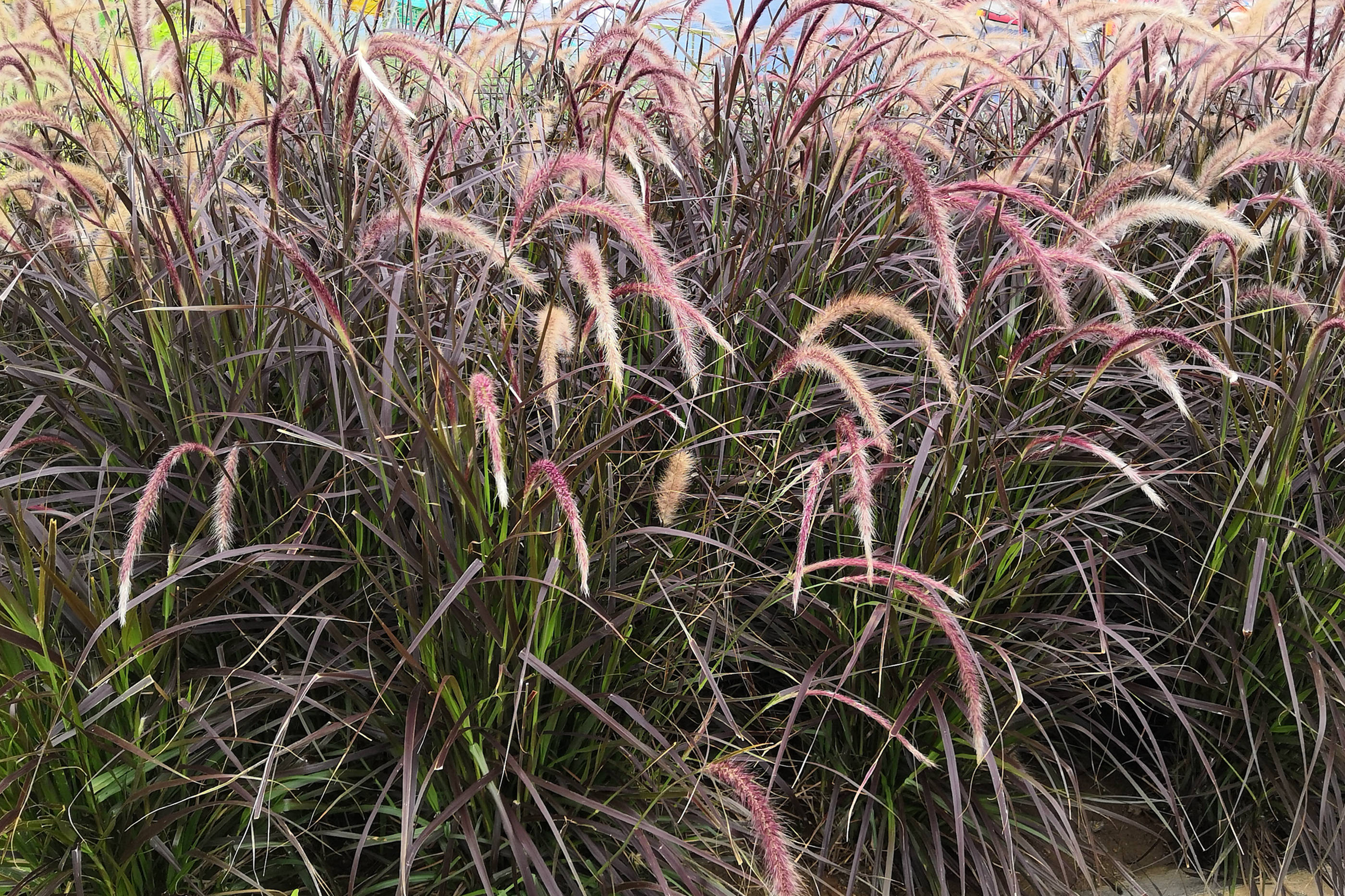 我见到的山东本土植物和园林栽培植物(186)牧地狼尾草