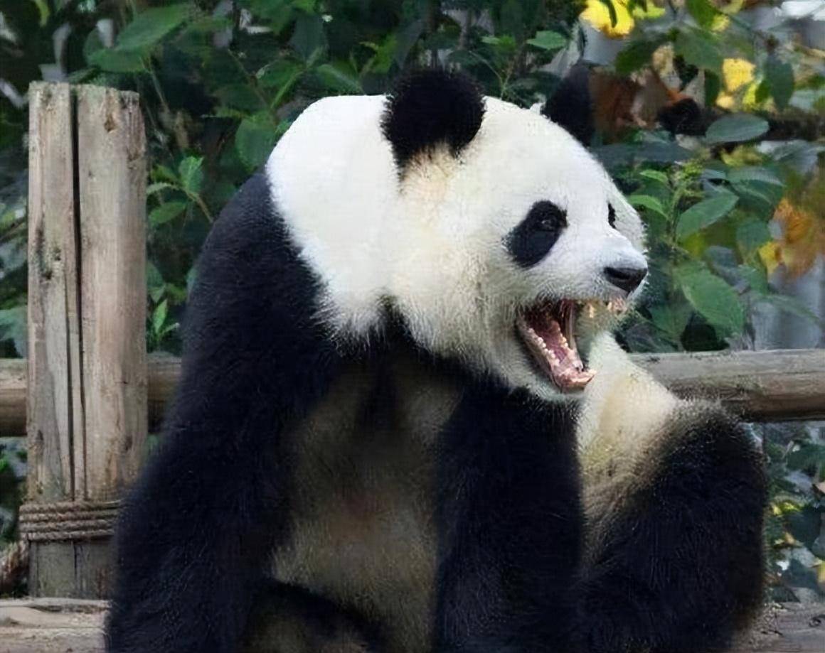 据说上古时期,黄帝就调教出一批大熊猫为之助战,熊猫的战斗力那是相当