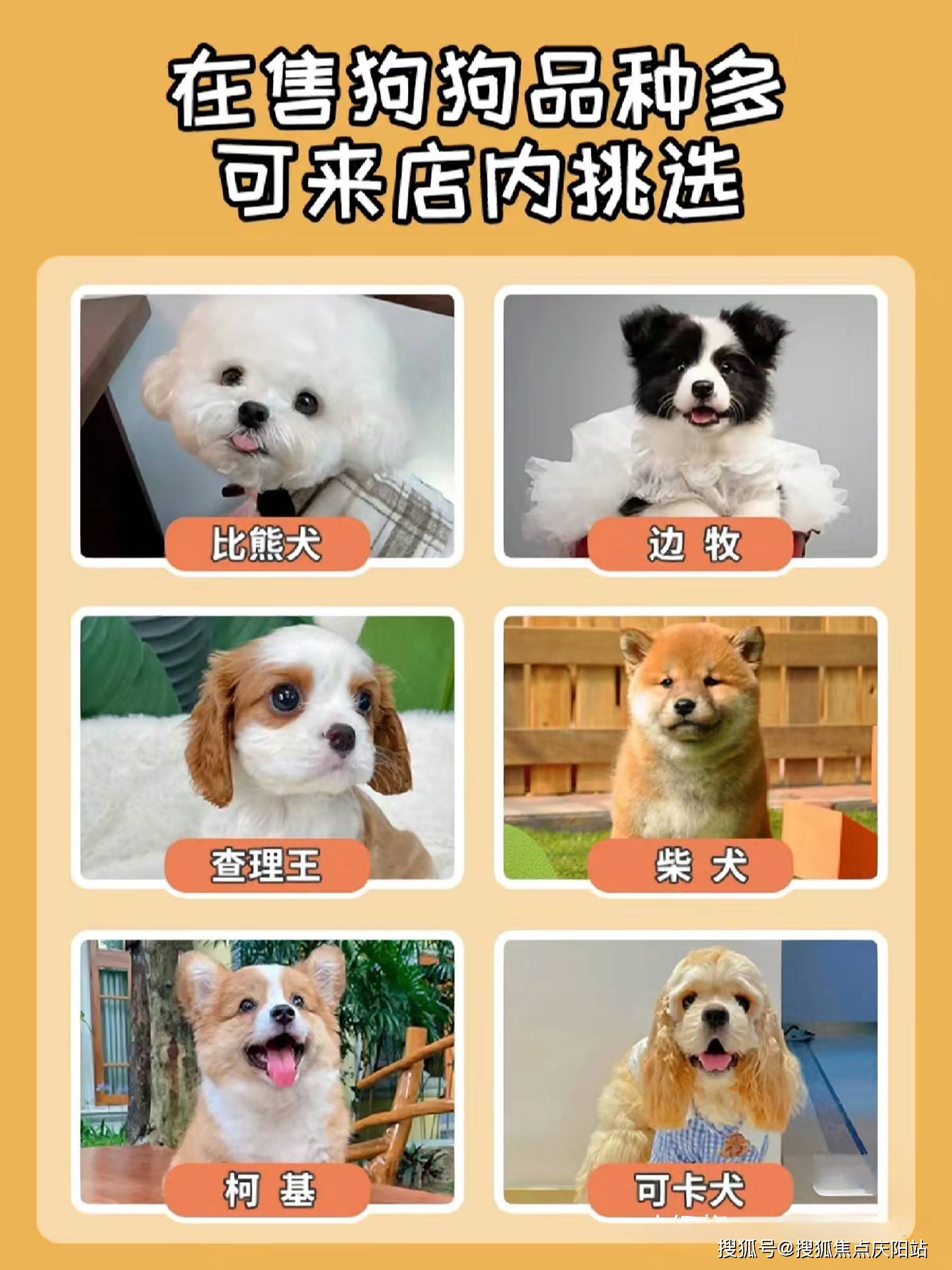 小型犬品种大全售价图片