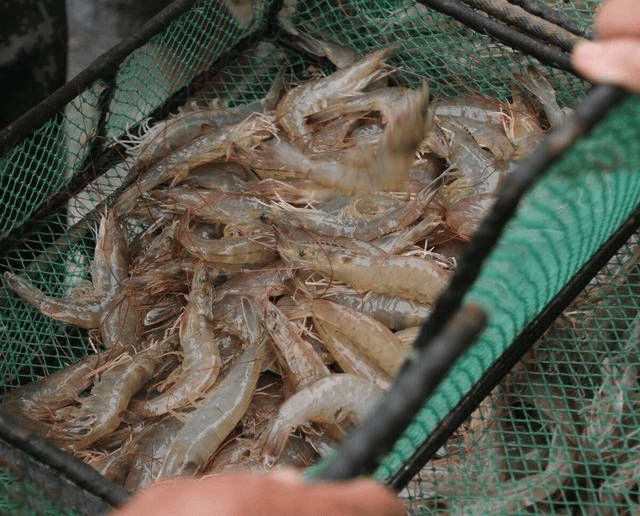 南美白对虾的喂料图图片