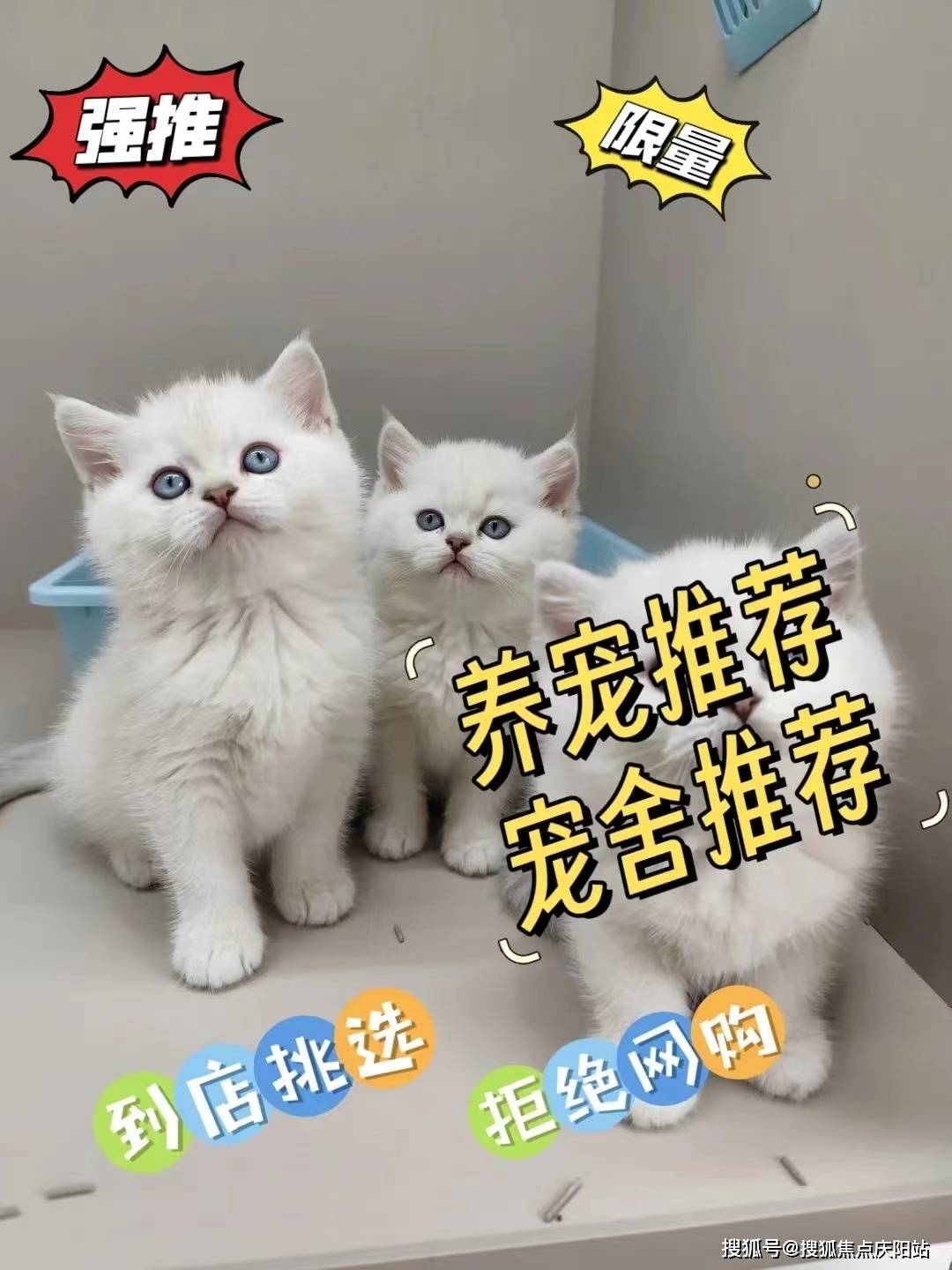 常州新北区买蓝金猫什么价格【常州福安家猫犬舍】欢迎您