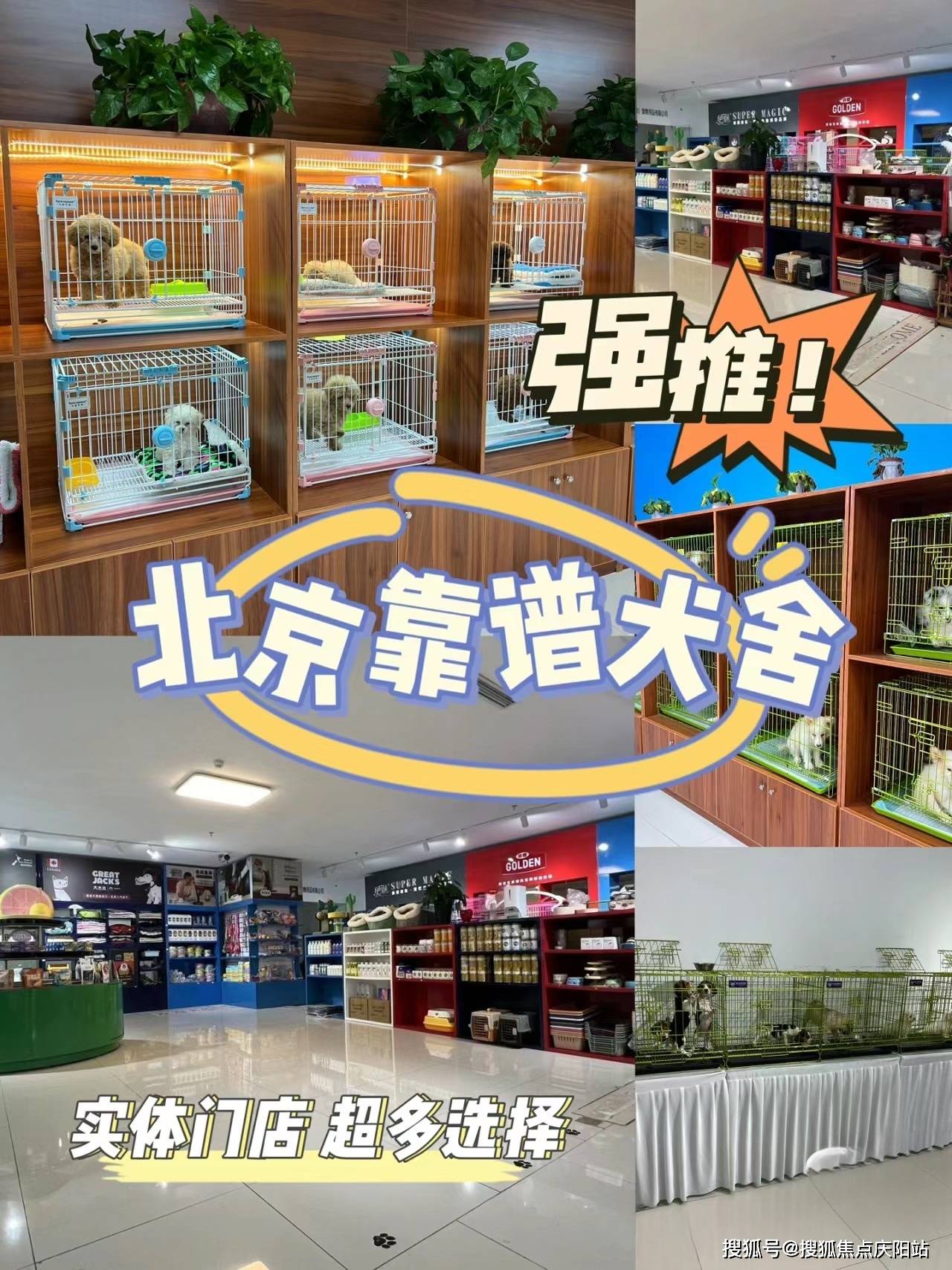 北京买泰迪犬丨北京朝阳区哪家宠物店有卖泰迪犬的丨北京福安家猫犬舍