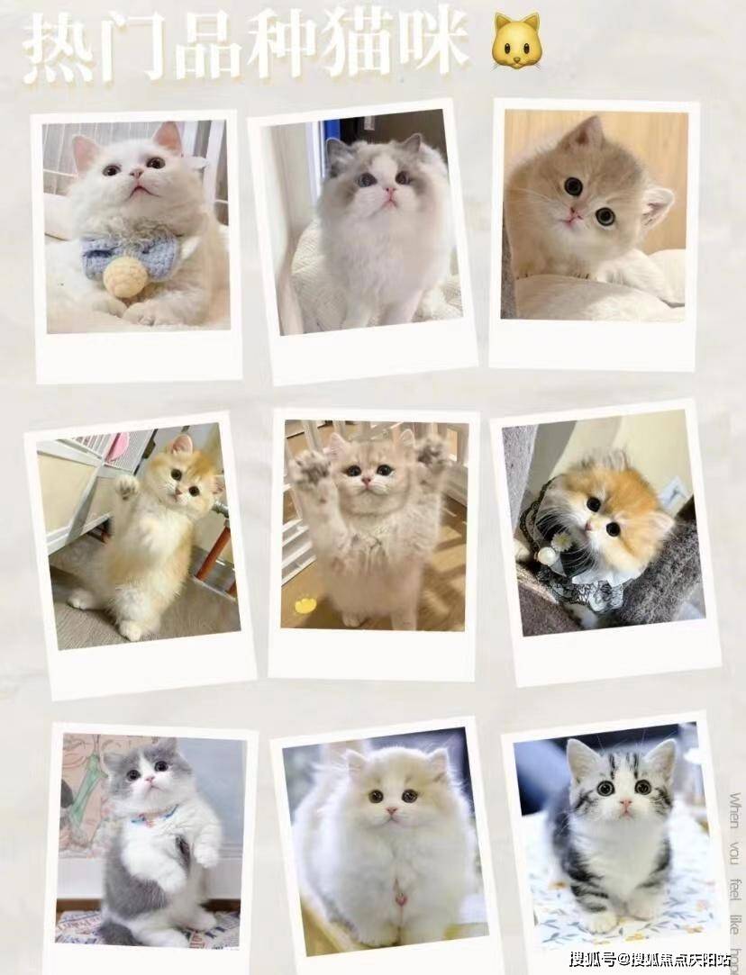 武汉这里买柴犬