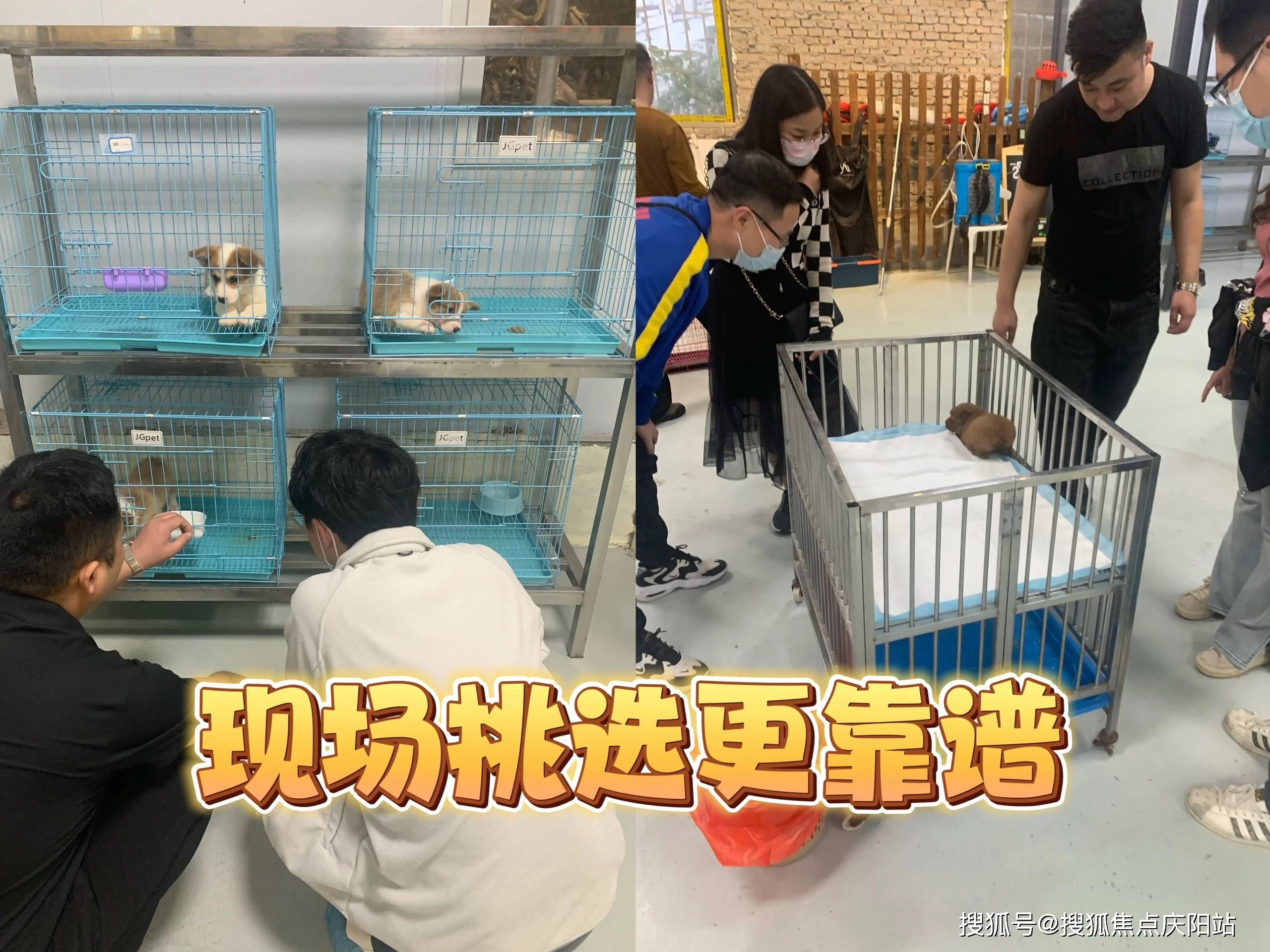 武汉买柯基犬首页网站(武汉武昌区)哪里有柯基犬出售