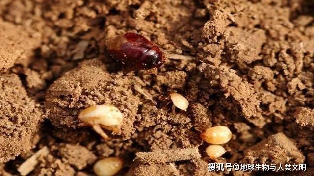 【动物界全系列】椿象总科—土蝽科