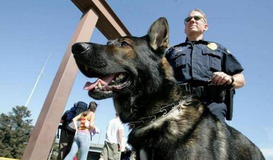 98年美国判处温顺杂交犬死刑,女主人被咬致死,警方侦查大吃一惊