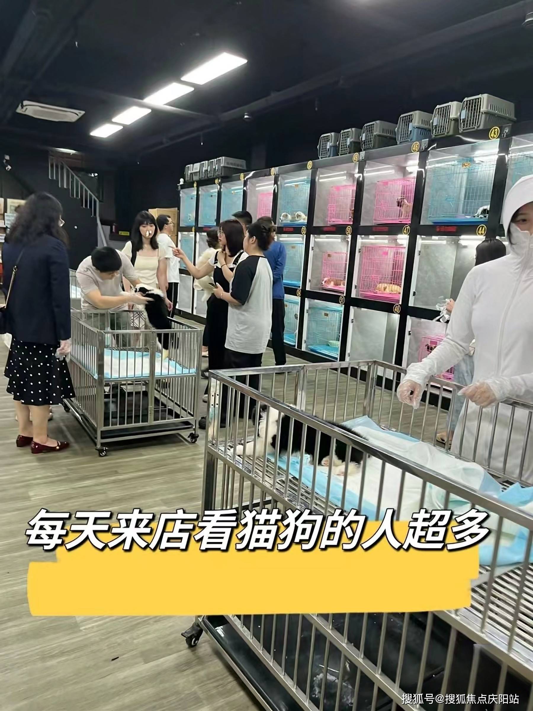 福安家宠物店不仅为你提供优质的宠物选择,还提供专业的宠物购买合同