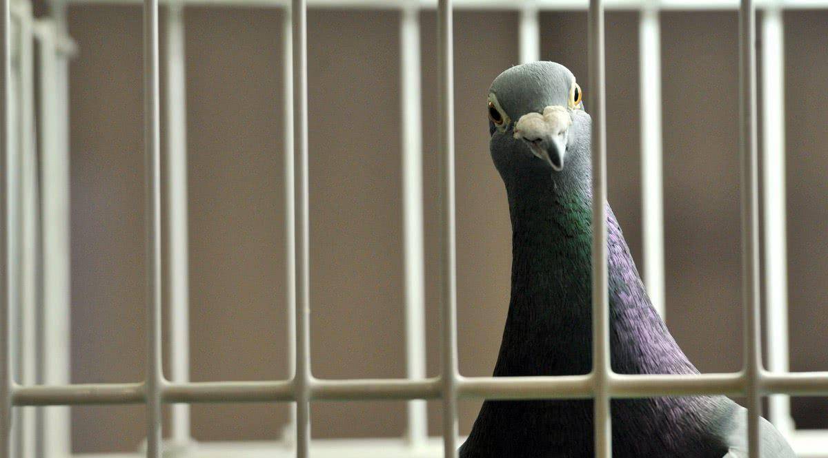 都是鲜血换来的教训_军鸽_传输_日本