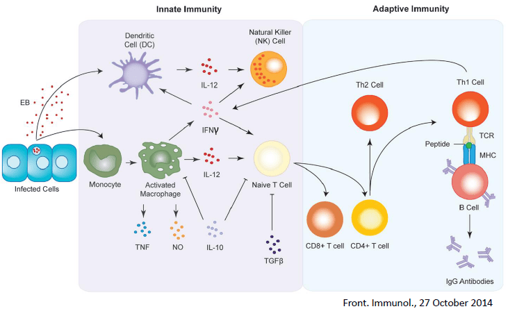 细胞因子筛选平台介绍
