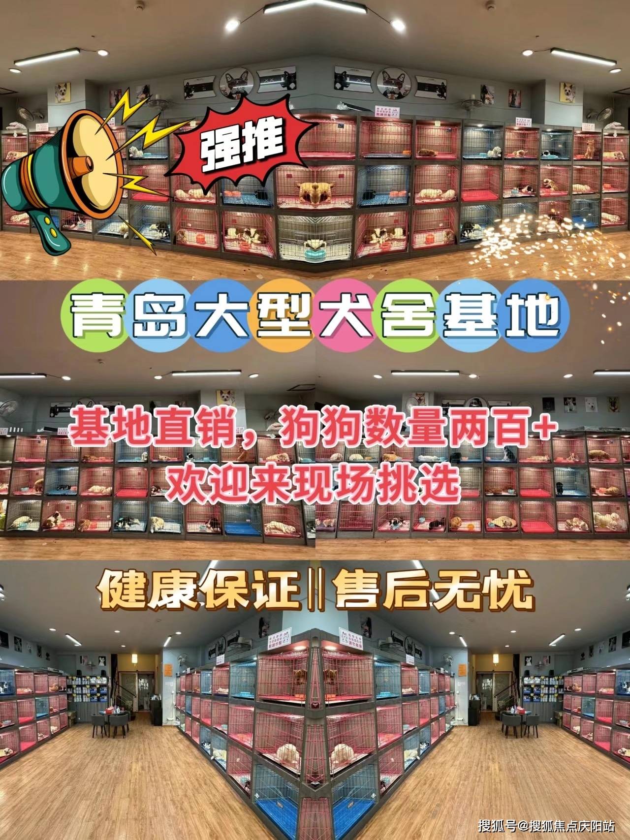青岛买萨摩耶犬首页丨青岛胶州市萨摩耶犬什么价格丨青岛福安家猫犬舍
