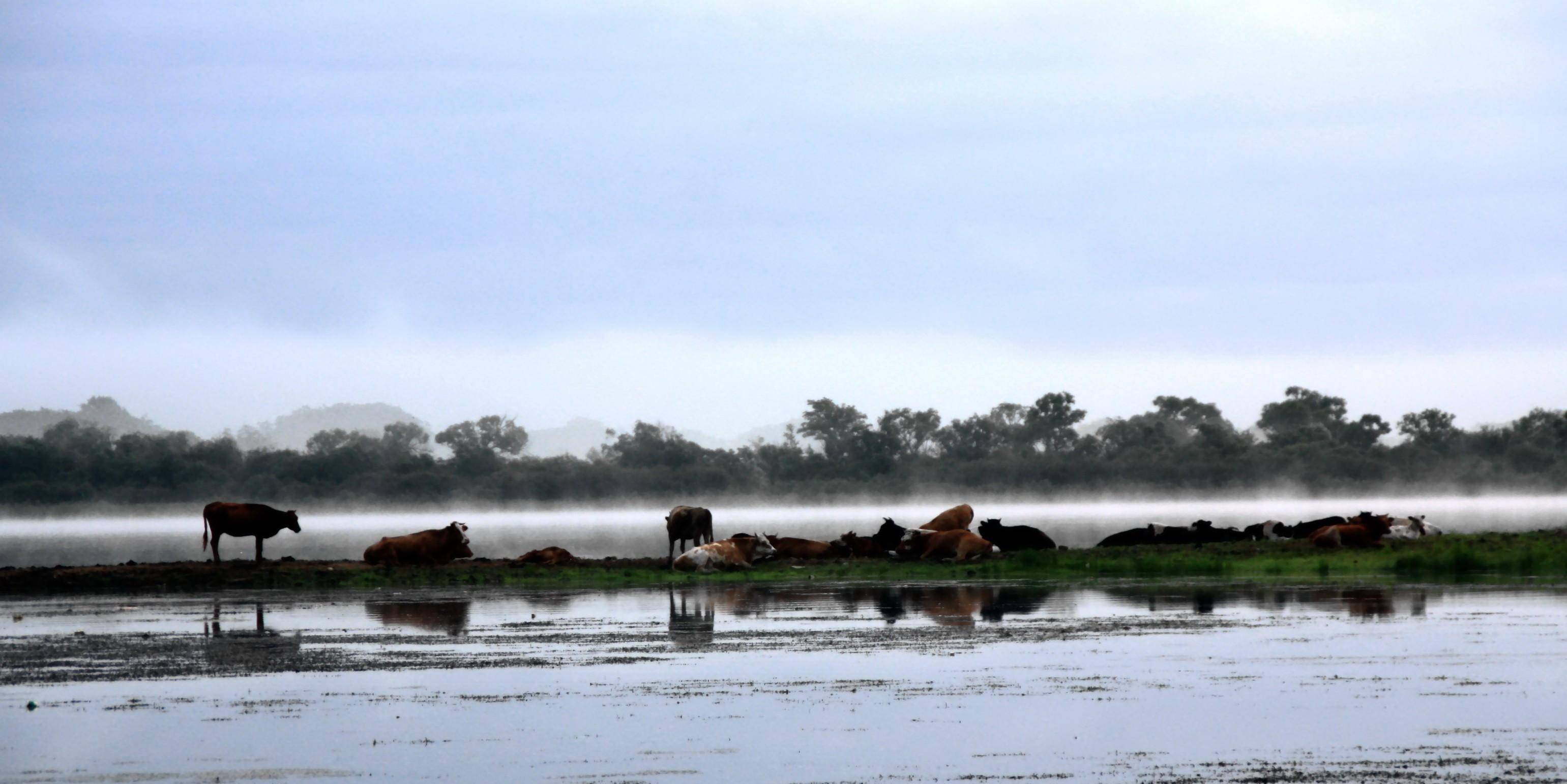 老人不讲,历史粗记,《八一宣言》提名…东北怪胎谢文东(中)