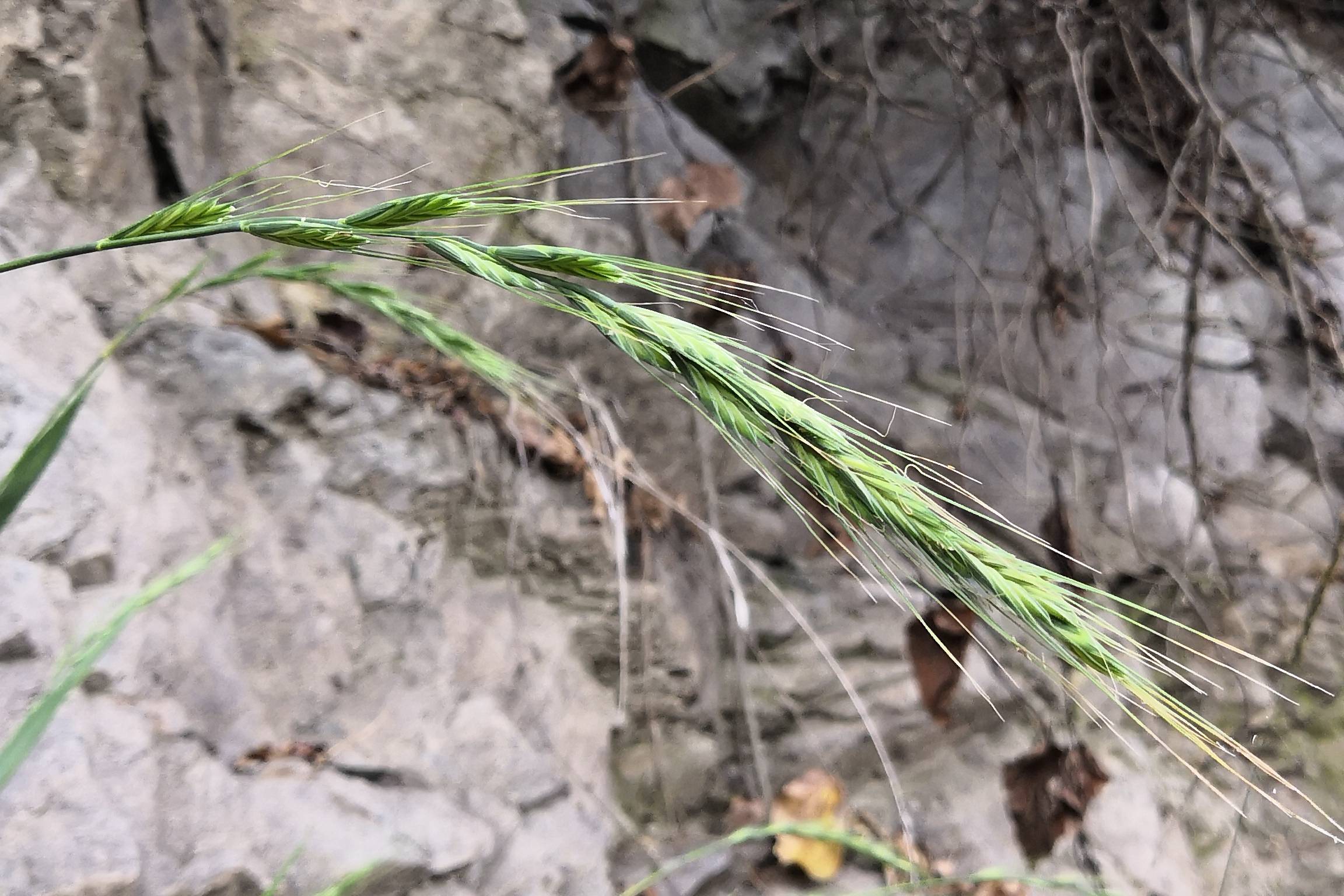 我见到的山东本土植物和园林栽培植物(176)东瀛鹅观草