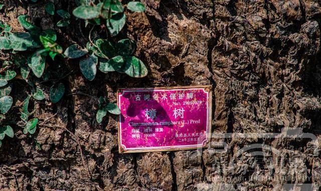 古樟,隐藏在赣江边的小村里,知道的江西人很少_樟树_历史的见证_江畔