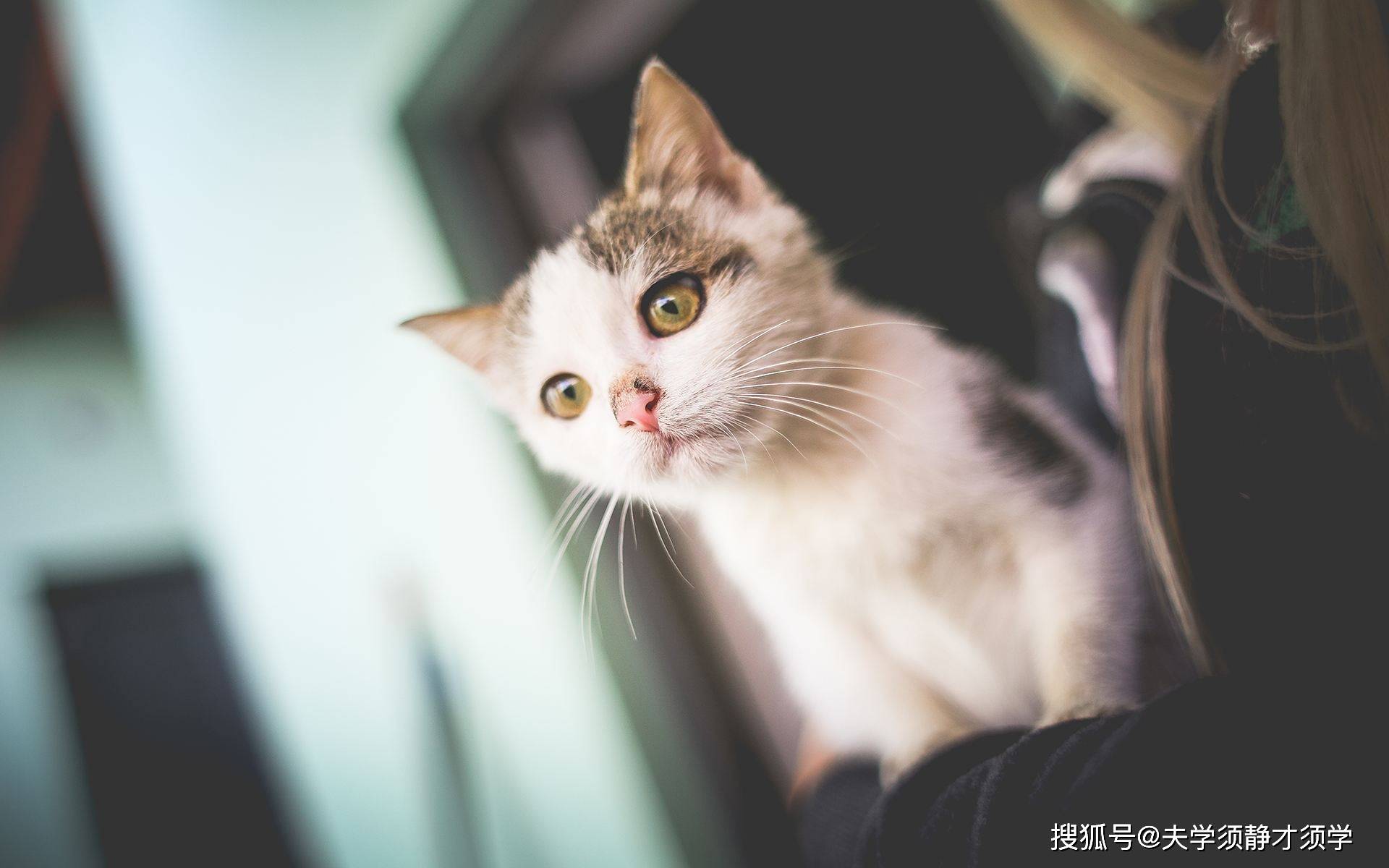 壁纸 动物 猫 猫咪 小猫 桌面 1920_1200