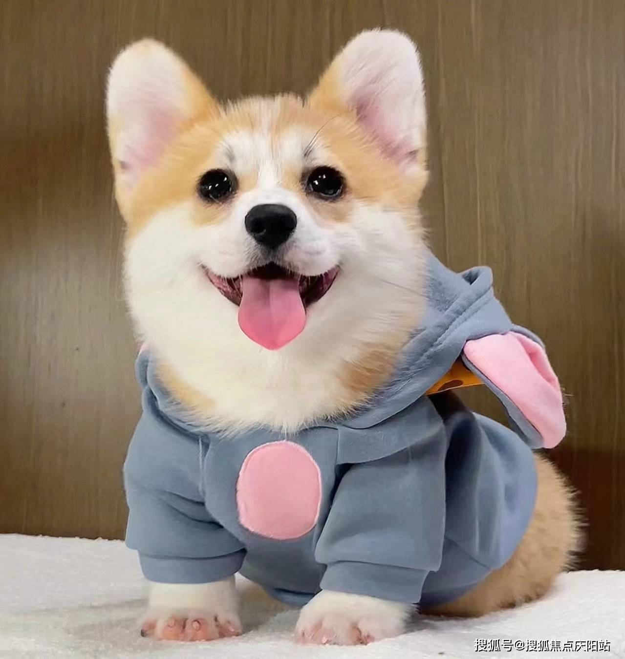 北京买柯基犬首页网站(北京朝阳区)哪家宠物店买柯基犬比较纯