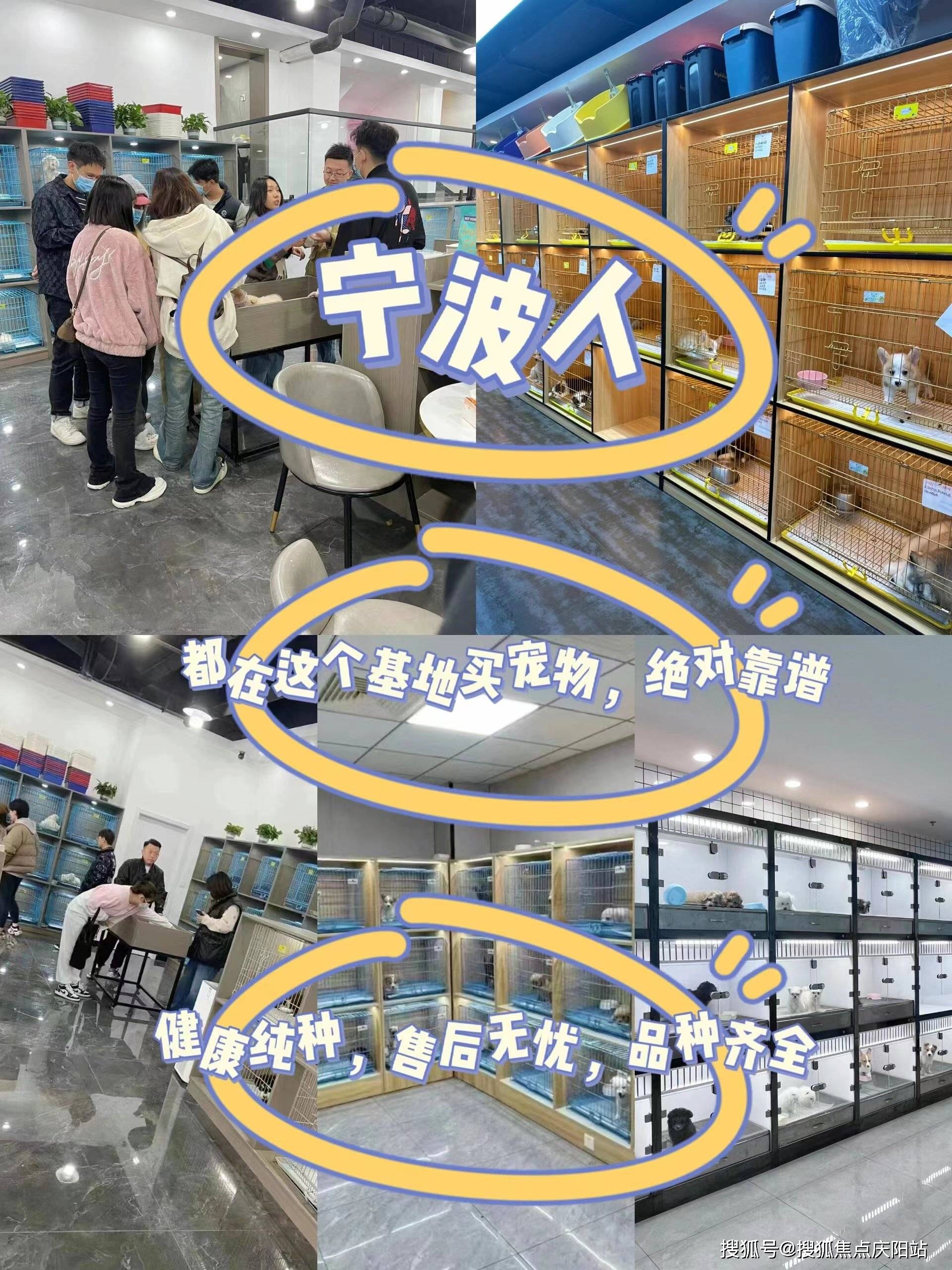 宁波买柴犬丨宁波海曙区哪里有卖柴犬的宠物市场丨宁波福安家猫犬舍