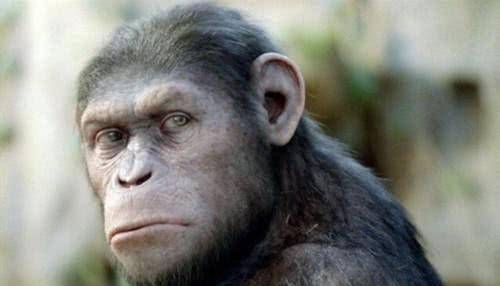 已经会制作石器,地球上的第二个文明会因此出现吗_进化论_人类_动物